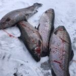 Łowienie ryb Laponia