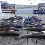 Łowienie ryb Lofoty Norwegia